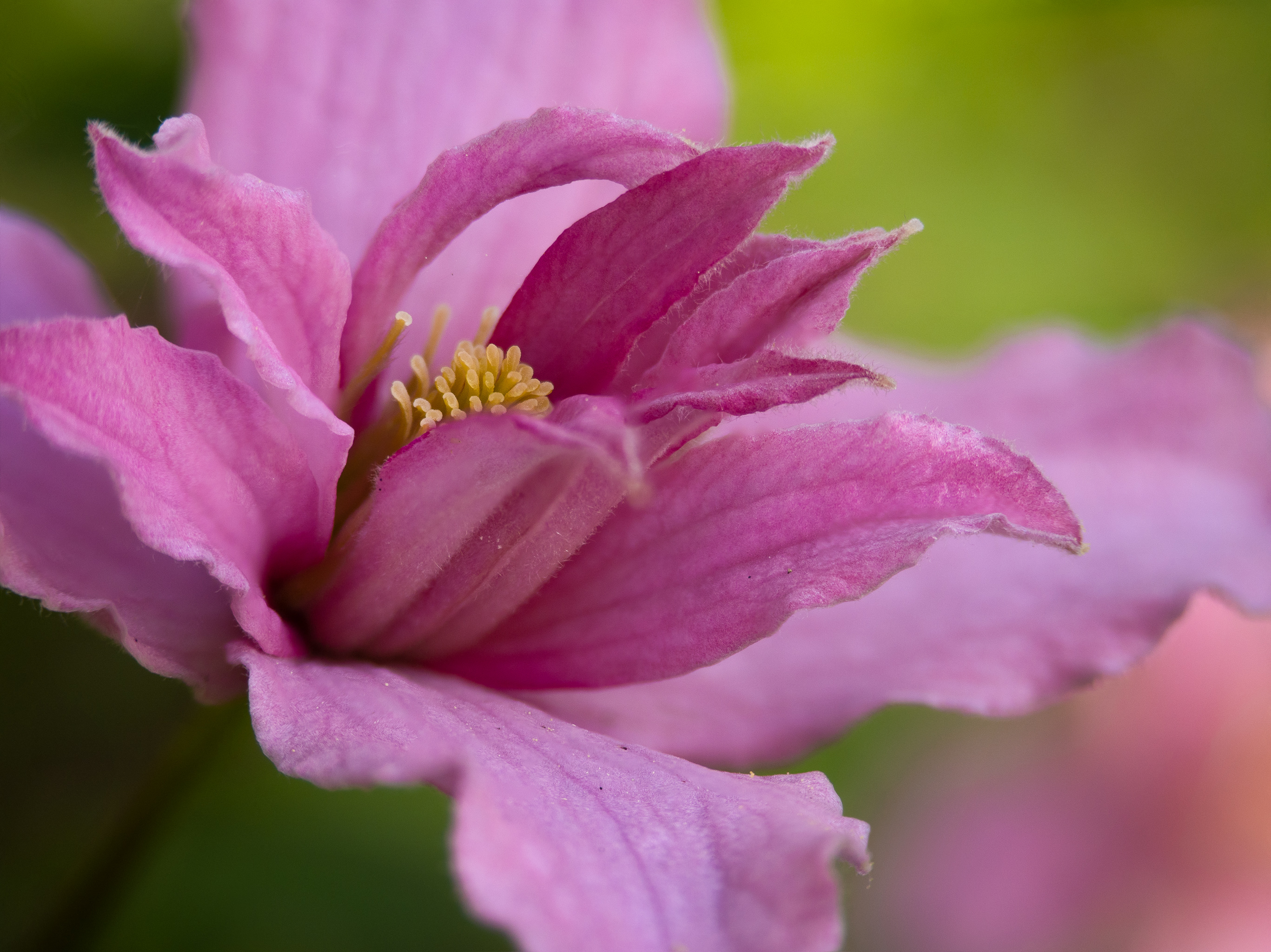 Clematis Montana